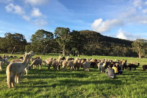 Alpaca Farm 2 Hour Tour - Accommodation Main Beach 0