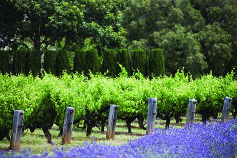 Ultimate Penfolds Magill Estate Experience - Accommodation Main Beach 4