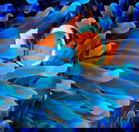 5-Day Best of Cairns with Daintree Kuranda and Great Barrier Reef - Accommodation Main Beach