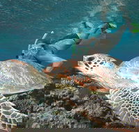 Great Barrier Reef Sailing and Snorkeling Cruise from Port Douglas