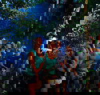 Daintree Rainforest Night Walk from Cape Tribulation - Accommodation Main Beach