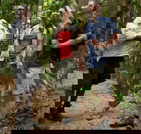 Mossman Gorge Dreamtime Walk and Low Isles Snorkeling and Sailing Cruise