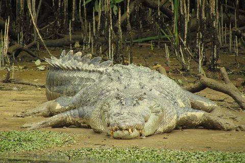 Daintree River Dawn Cruise - Accommodation Main Beach 1