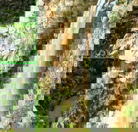 Rainforest  Waterfalls Extravaganza - Accommodation Main Beach