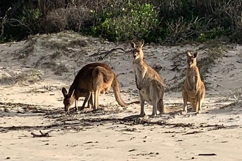 Bribie Island Boat And 4x4 Beach Tour - Accommodation Main Beach 9