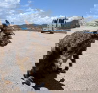 Magnetic Island Tour Maggie Comprehensive - Accommodation Main Beach