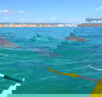 Half-Day Kayak with Dolphins and 4WD Beach Drive from Rainbow Beach - Accommodation Main Beach
