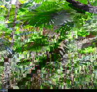 Cape Tribulation Daintree Rainforest and Wildlife Tour - Accommodation Main Beach