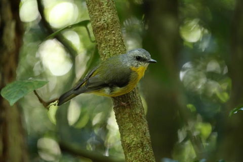 O'Reilly's Lamington National Park And Treetop Canopy Tour - Accommodation Main Beach 3