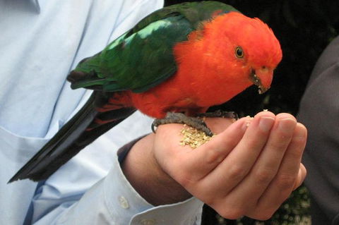 O'Reilly's Lamington National Park And Treetop Canopy Tour - Accommodation Main Beach 1