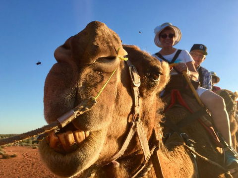 Uluru Small-Group Tour By Camel At Sunrise Or Sunset - Accommodation Main Beach 7