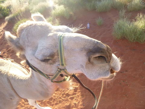Uluru Small-Group Tour By Camel At Sunrise Or Sunset - Accommodation Main Beach 10