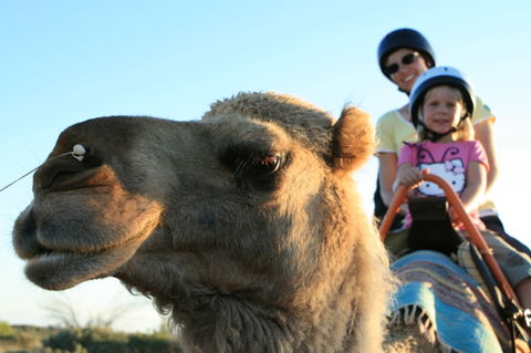 Uluru Small-Group Tour By Camel At Sunrise Or Sunset - Accommodation Main Beach 3