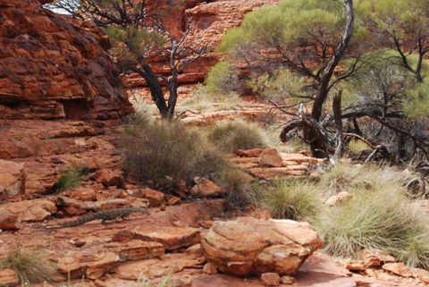 Kings Canyon Day Trip From Ayers Rock - Accommodation Main Beach 24