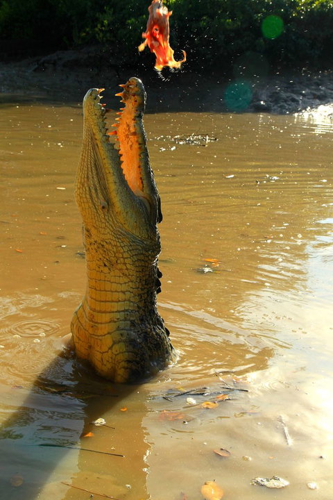 Litchfield And Jumping Crocodiles Full Day Trip From Darwin - Accommodation Main Beach 7