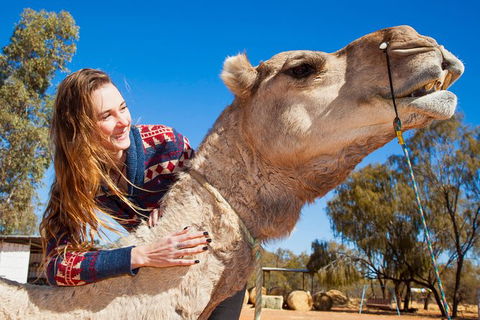 Alice Springs Camel Tour - Accommodation Main Beach 6