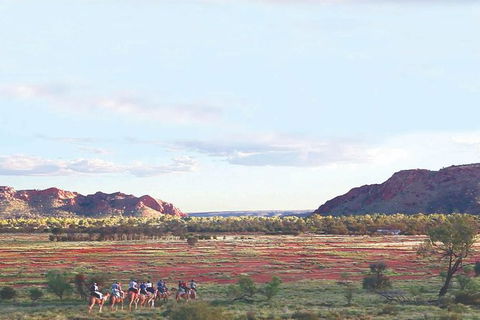 Alice Springs Camel Tour - Accommodation Main Beach 3