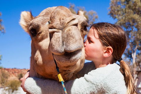 Alice Springs Camel Tour - Accommodation Main Beach 2