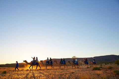 Alice Springs Camel Tour - Accommodation Main Beach 9