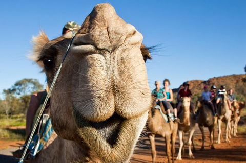 Alice Springs Camel Tour - Accommodation Main Beach 10