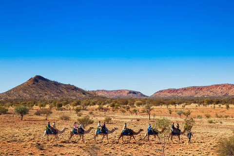 Alice Springs Camel Tour - Accommodation Main Beach 5