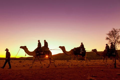 Alice Springs Camel Tour - Accommodation Main Beach 4