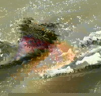 Darwin Jumping Crocodiles Cruise on Adelaide River