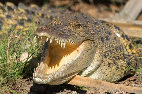 1 Day Corroboree Billabong Wetland Experience Including 2.5 Hour Cruise + Lunch - Accommodation Main Beach 1
