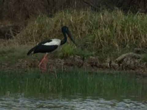 1 Day Corroboree Billabong Wetland Experience Including 2.5 Hour Cruise + Lunch - Accommodation Main Beach 3