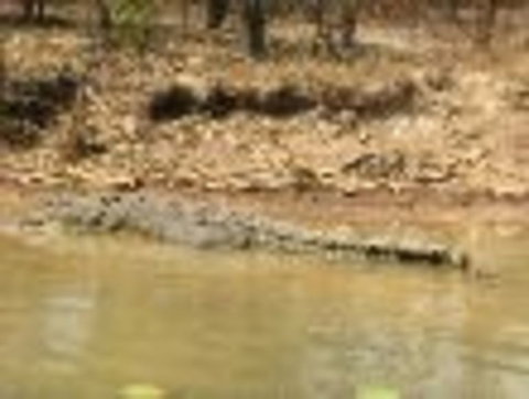 1 Day Corroboree Billabong Wetland Experience Including 2.5 Hour Cruise + Lunch - Accommodation Main Beach 6