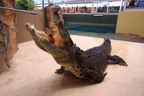 Darwin Hop-on Hop-off Bus Tour - Accommodation Main Beach 13