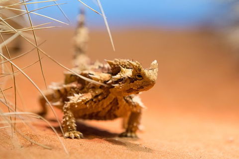 Alice Springs Desert Park General Entry Ticket - Accommodation Main Beach 8