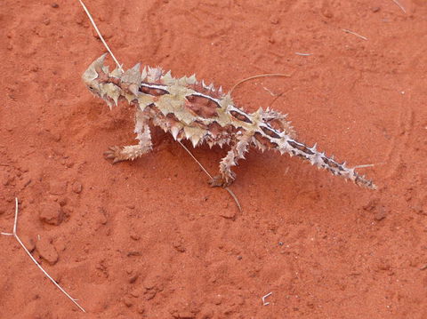 Alice Springs Highlights Half-Day Tour - Accommodation Main Beach 5