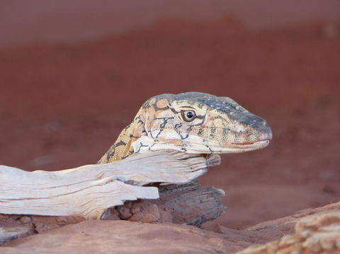 Alice Springs Highlights Half-Day Tour - Accommodation Main Beach 6