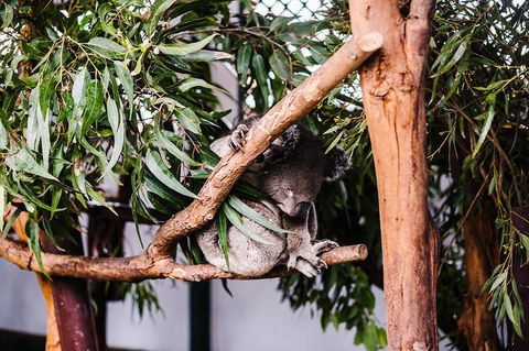 All-Inclusive Blue Mountains Day Trip With River Cruise - Accommodation Main Beach 14
