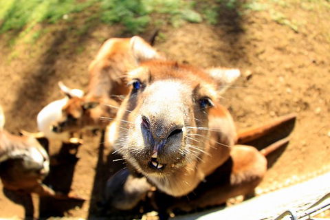 All-Inclusive Blue Mountains Day Trip With River Cruise - Accommodation Main Beach 29