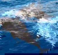 Port Stephens Day Tour From Sydney Including 4WD Sandboarding and Dolphins - Accommodation Main Beach