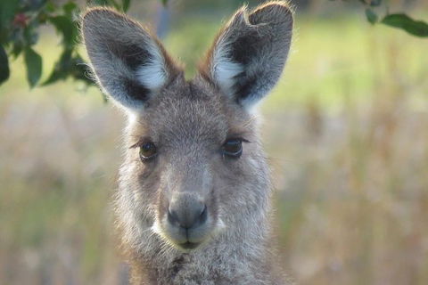 Byron Bay Wildlife Safari - Accommodation Main Beach 1