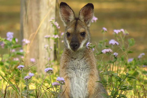 Byron Bay Wildlife Safari - Accommodation Main Beach 4