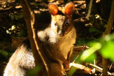 Byron Bay Wildlife Safari - Accommodation Main Beach 3