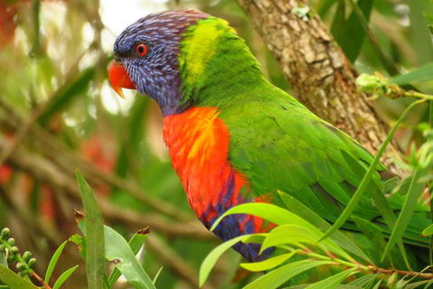 Byron Bay Wildlife Safari - Accommodation Main Beach 7