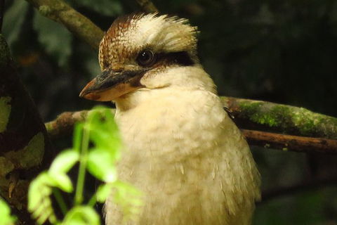 Byron Bay Wildlife Safari - Accommodation Main Beach 5