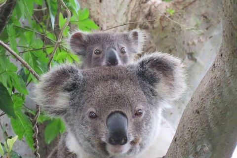 Byron Bay Wildlife Safari - Accommodation Main Beach 2