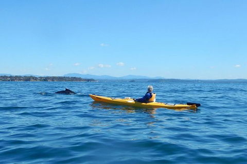 Whale Watching By Sea Kayak In Batemans Bay - Accommodation Main Beach 2