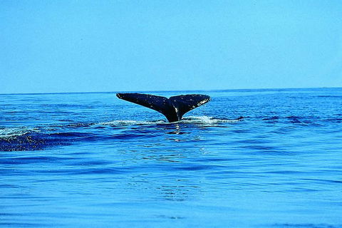 Whale Watching By Sea Kayak In Batemans Bay - Accommodation Main Beach 3