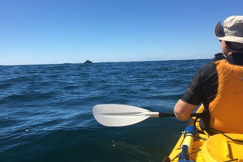 Whale Watching By Sea Kayak In Batemans Bay - Accommodation Main Beach 7
