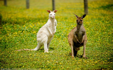 Bordertown Wildlife Park - Accommodation Main Beach 0