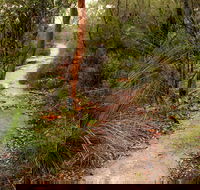 Great North walk - Brisbane Water National Park - Accommodation Main Beach