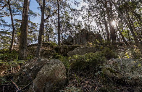 Pheasants Peak Walking Track - Accommodation Main Beach 0