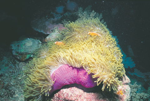 Rowley Shoals - Accommodation Main Beach 2